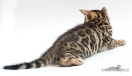 registrierte Zucht Bengal